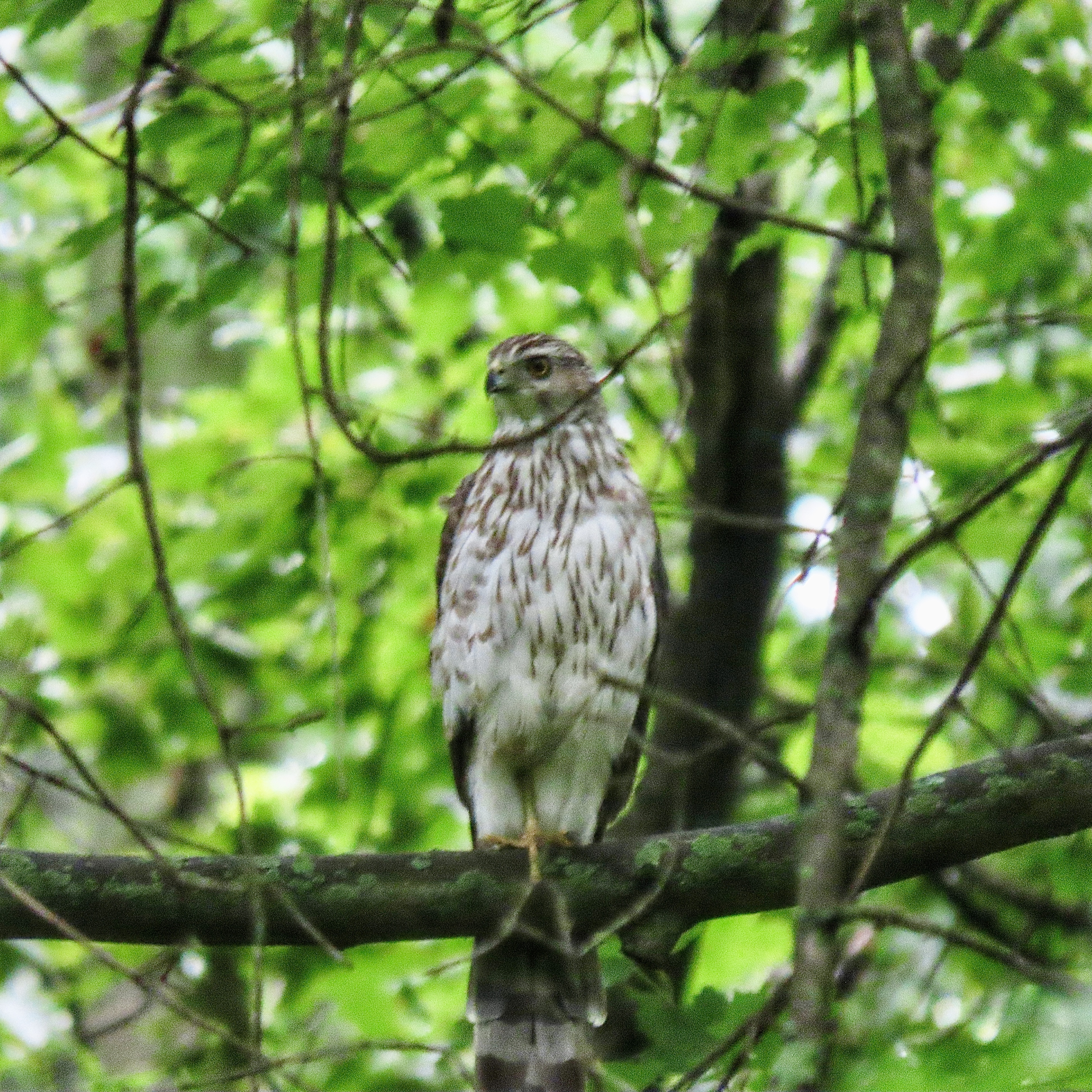 Birds of Baldpate Evening Walk - October - logo